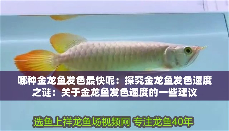 哪種金龍魚發色最快呢：探究金龍魚發色速度之謎：關于金龍魚發色速度的一些建議