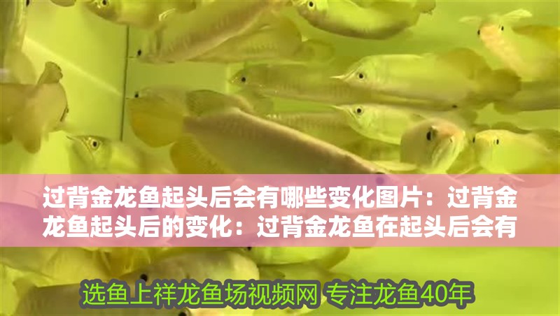 過背金龍魚起頭后會有哪些變化圖片：過背金龍魚起頭后的變化：過背金龍魚在起頭后會有哪些變化