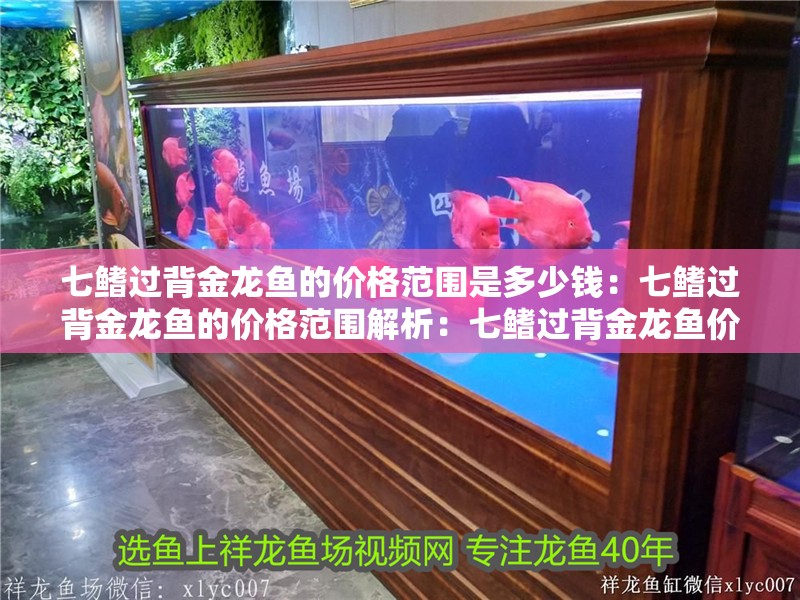 七鰭過背金龍魚的價格范圍是多少錢：七鰭過背金龍魚的價格范圍解析：七鰭過背金龍魚價格