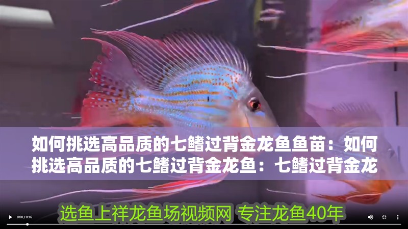 如何挑選高品質(zhì)的七鰭過背金龍魚魚苗：如何挑選高品質(zhì)的七鰭過背金龍魚：七鰭過背金龍魚的挑選高品質(zhì)的七鰭過背金龍魚的重要環(huán)節(jié)