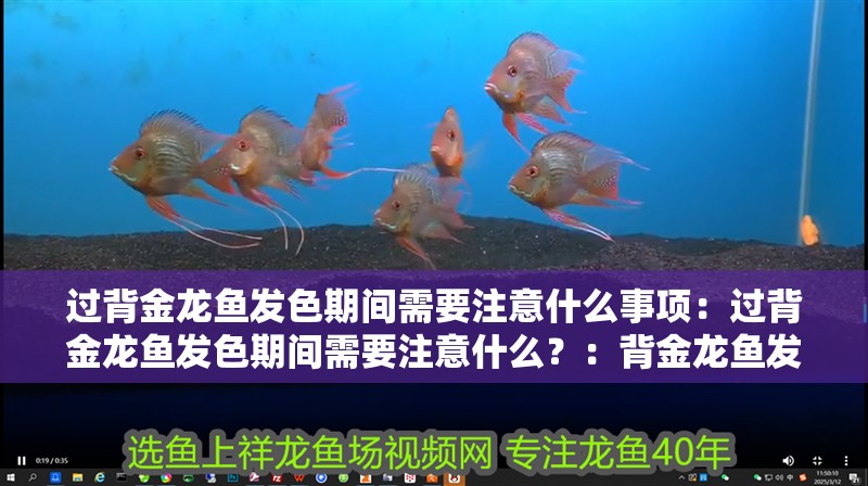 過背金龍魚發色期間需要注意什么事項：過背金龍魚發色期間需要注意什么？：背金龍魚發色期間需要注意的事項