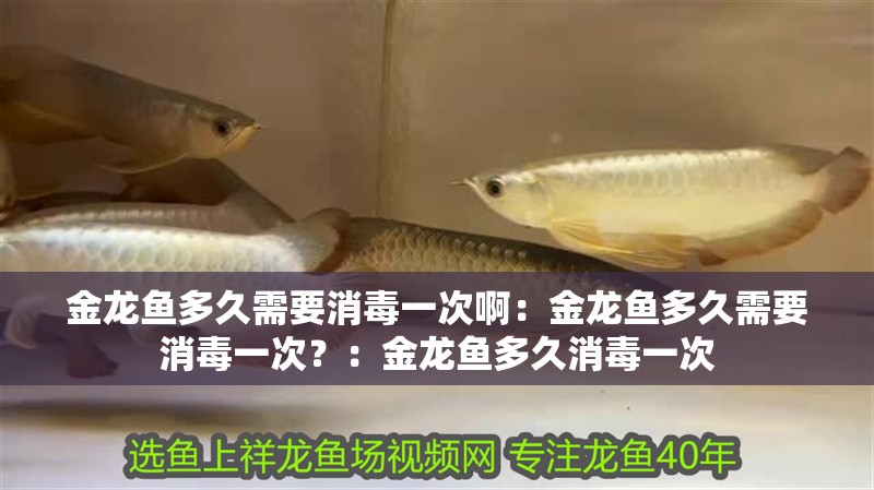 金龍魚多久需要消毒一次啊：金龍魚多久需要消毒一次？：金龍魚多久消毒一次