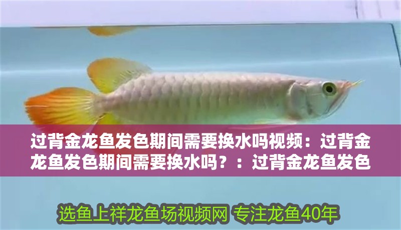過背金龍魚發(fā)色期間需要換水嗎視頻：過背金龍魚發(fā)色期間需要換水嗎？：過背金龍魚發(fā)色期間需要更換水嗎，金龍魚發(fā)色期間需要換水嗎