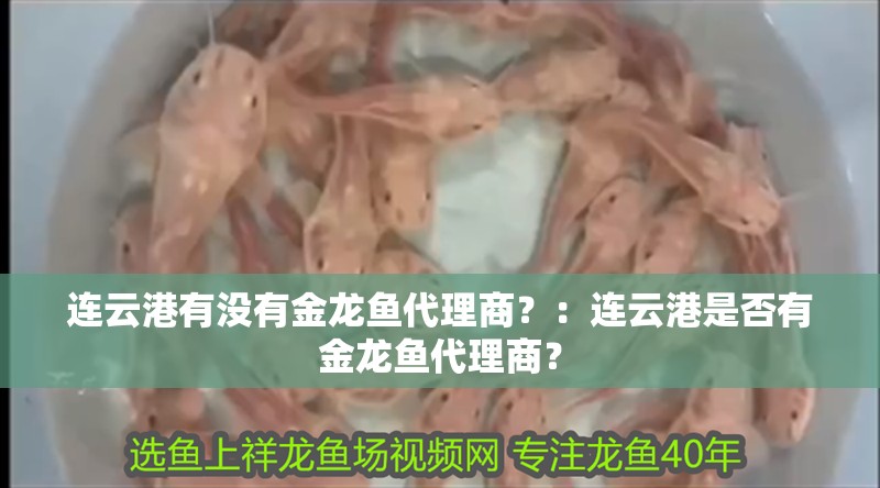 連云港有沒有金龍魚代理商？：連云港是否有金龍魚代理商？