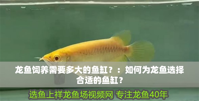龍魚飼養需要多大的魚缸？：如何為龍魚選擇合適的魚缸？