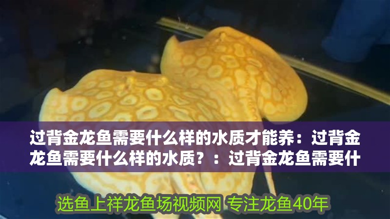 過背金龍魚需要什么樣的水質才能養：過背金龍魚需要什么樣的水質？：過背金龍魚需要什么樣的水質