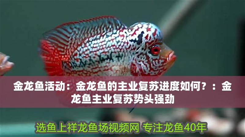 金龍魚活動(dòng)：金龍魚的主業(yè)復(fù)蘇進(jìn)度如何？：金龍魚主業(yè)復(fù)蘇勢(shì)頭強(qiáng)勁