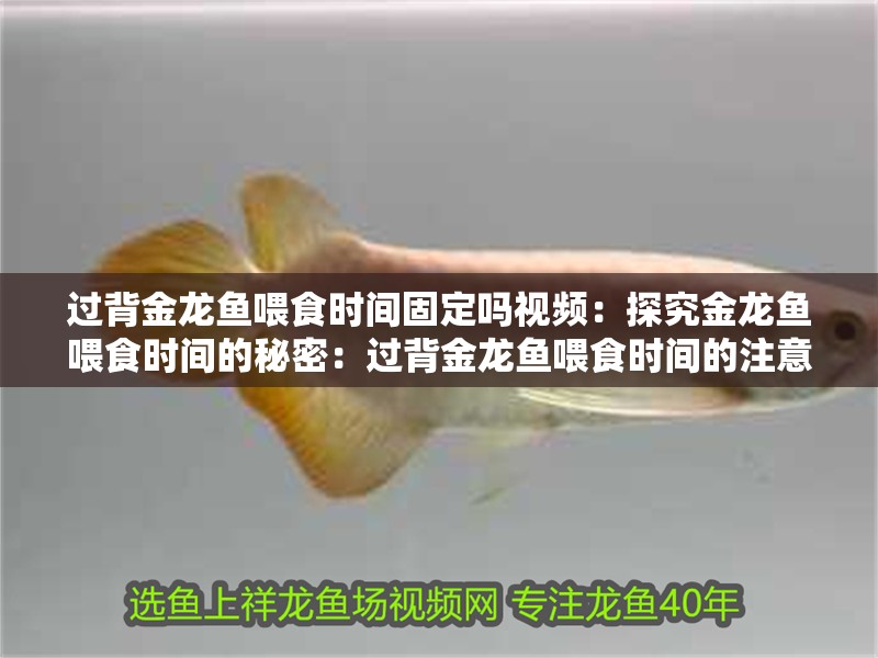 過背金龍魚喂食時間固定嗎視頻：探究金龍魚喂食時間的秘密：過背金龍魚喂食時間的注意事項