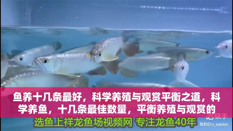 魚養(yǎng)十幾條最好，科學(xué)養(yǎng)殖與觀賞平衡之道，科學(xué)養(yǎng)魚，十幾條最佳數(shù)量，平衡養(yǎng)殖與觀賞的實(shí)用指南
