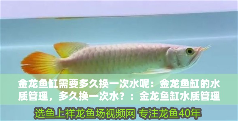 金龍魚缸需要多久換一次水呢：金龍魚缸的水質管理，多久換一次水？：金龍魚缸水質管理