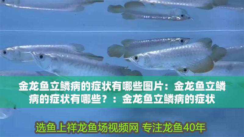 金龍魚立鱗病的癥狀有哪些圖片：金龍魚立鱗病的癥狀有哪些？：金龍魚立鱗病的癥狀