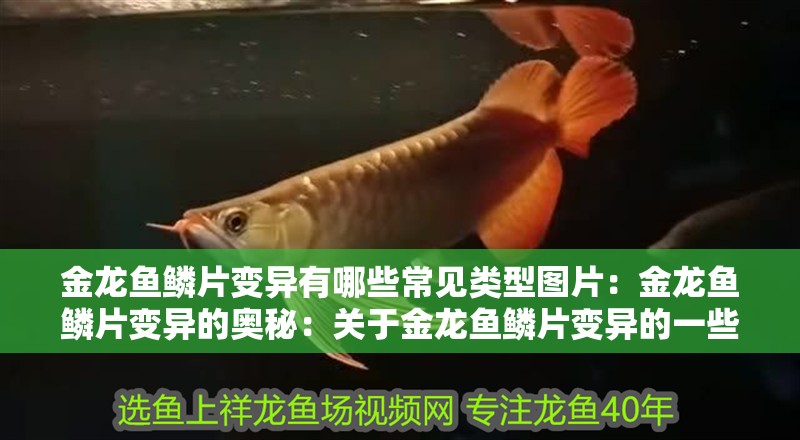 金龍魚鱗片變異有哪些常見類型圖片：金龍魚鱗片變異的奧秘：關(guān)于金龍魚鱗片變異的一些思考