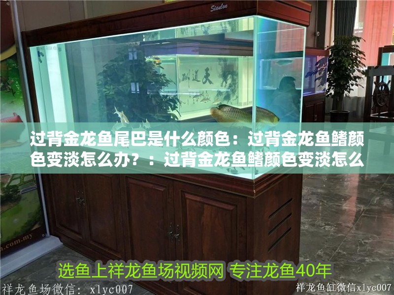 過背金龍魚尾巴是什么顏色：過背金龍魚鰭顏色變淡怎么辦？：過背金龍魚鰭顏色變淡怎么辦