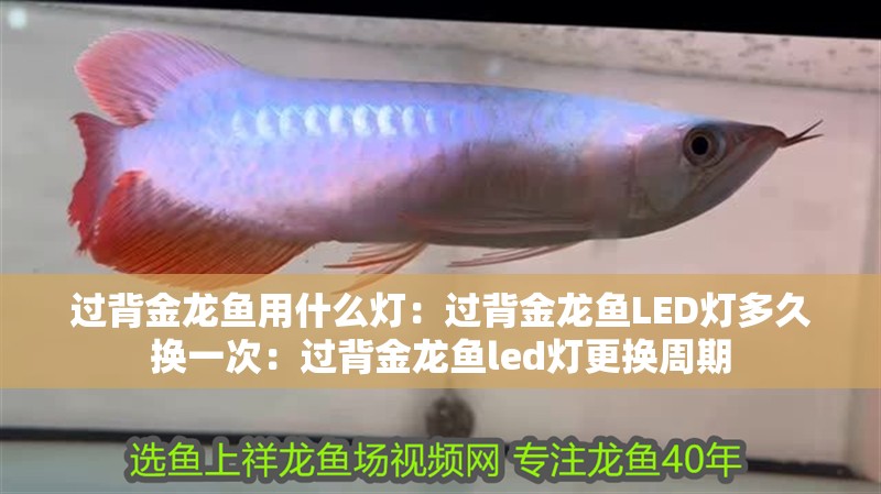 過背金龍魚用什么燈：過背金龍魚LED燈多久換一次：過背金龍魚led燈更換周期