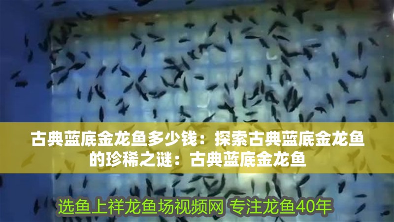 古典藍底金龍魚多少錢：探索古典藍底金龍魚的珍稀之謎：古典藍底金龍魚