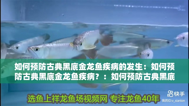 如何預(yù)防古典黑底金龍魚疾病的發(fā)生：如何預(yù)防古典黑底金龍魚疾?。浚喝绾晤A(yù)防古典黑底金龍魚疾病
