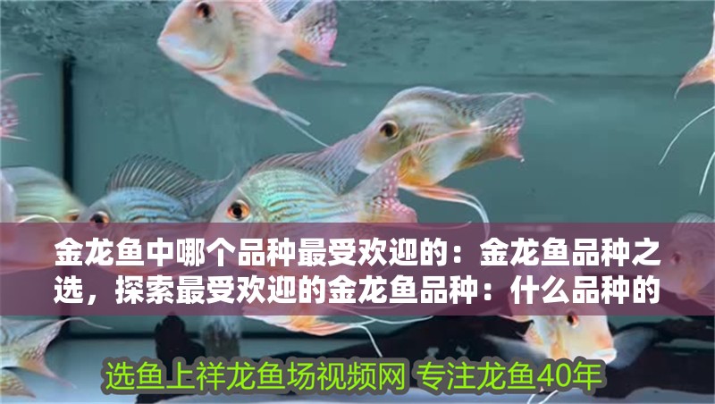 金龍魚中哪個品種最受歡迎的：金龍魚品種之選，探索最受歡迎的金龍魚品種：什么品種的金龍魚最受歡迎