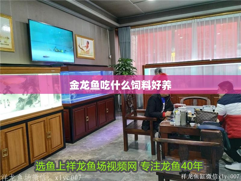 金龍魚(yú)吃什么飼料好養(yǎng)