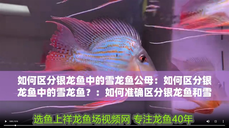 如何區(qū)分銀龍魚(yú)中的雪龍魚(yú)公母：如何區(qū)分銀龍魚(yú)中的雪龍魚(yú)？：如何準(zhǔn)確區(qū)分銀龍魚(yú)和雪龍魚(yú)