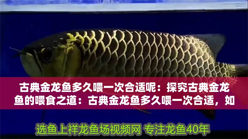 古典金龍魚多久喂一次合適呢：探究古典金龍魚的喂食之道：古典金龍魚多久喂一次合適，如何制定科學的喂食之道