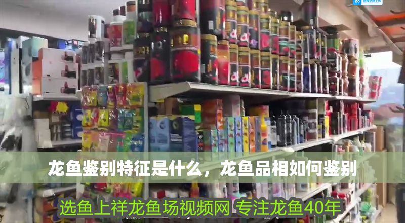 龍魚鑒別特征是什么，龍魚品相如何鑒別