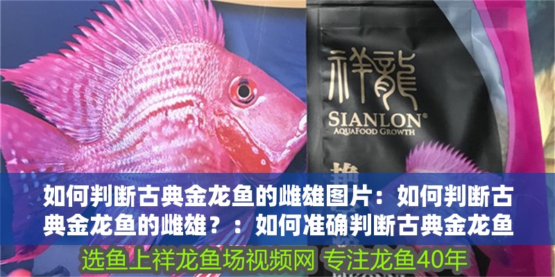 如何判斷古典金龍魚的雌雄圖片：如何判斷古典金龍魚的雌雄？：如何準(zhǔn)確判斷古典金龍魚的雌雄