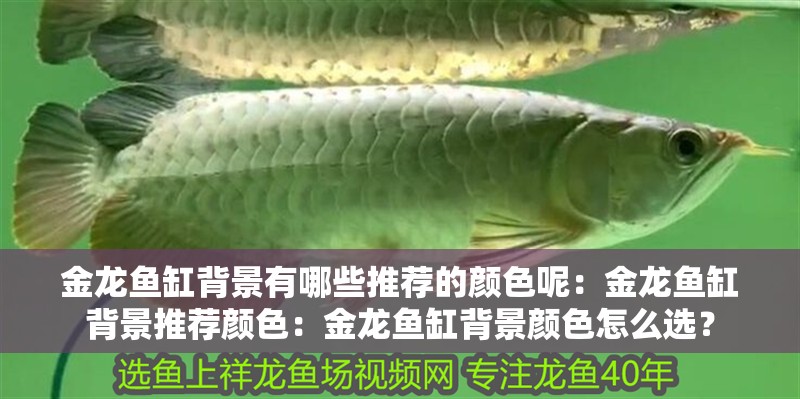 金龍魚缸背景有哪些推薦的顏色呢：金龍魚缸背景推薦顏色：金龍魚缸背景顏色怎么選？