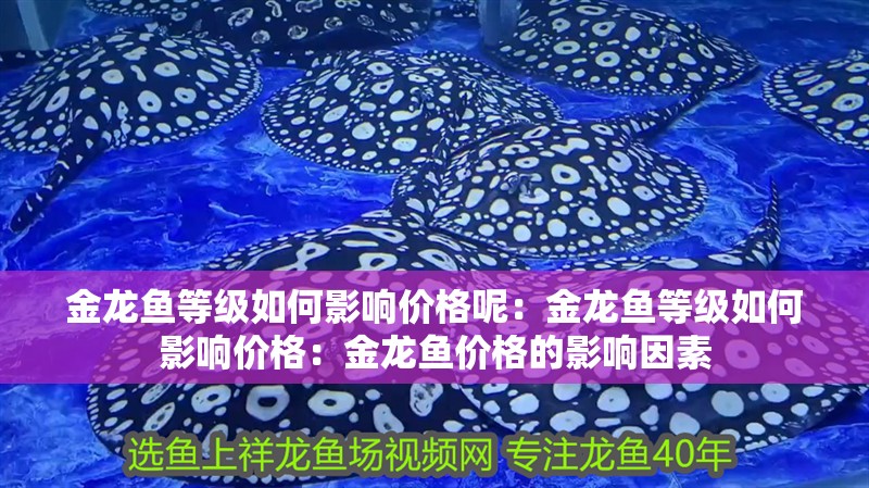 金龍魚等級如何影響價格呢：金龍魚等級如何影響價格：金龍魚價格的影響因素 金龍魚等級如何影響價格呢：金龍魚等級如何影響價格：金龍魚價格的影響因素 水族問答