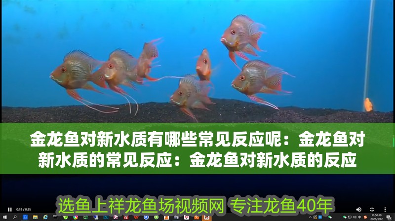 金龍魚對新水質有哪些常見反應呢：金龍魚對新水質的常見反應：金龍魚對新水質的反應