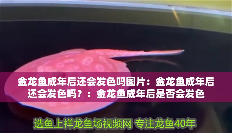 金龍魚成年后還會發(fā)色嗎圖片：金龍魚成年后還會發(fā)色嗎？：金龍魚成年后是否會發(fā)色