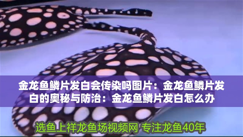 金龍魚鱗片發(fā)白會(huì)傳染嗎圖片：金龍魚鱗片發(fā)白的奧秘與防治：金龍魚鱗片發(fā)白怎么辦