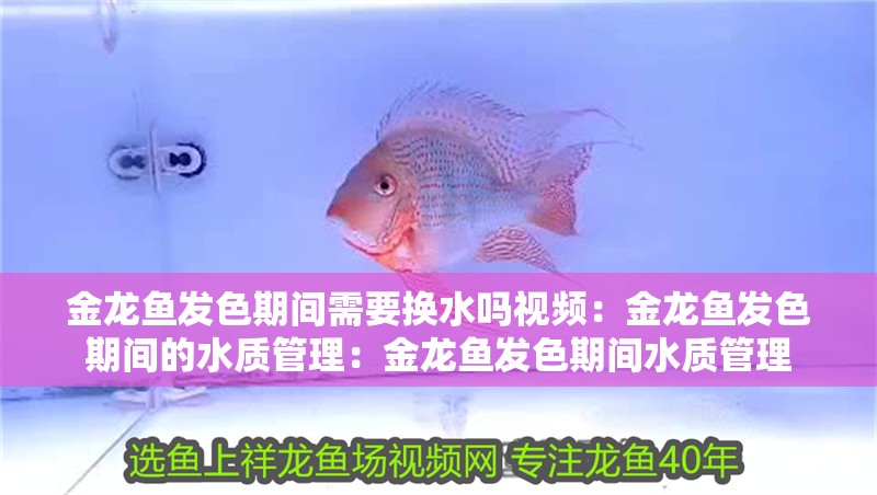 金龍魚發色期間需要換水嗎視頻：金龍魚發色期間的水質管理：金龍魚發色期間水質管理