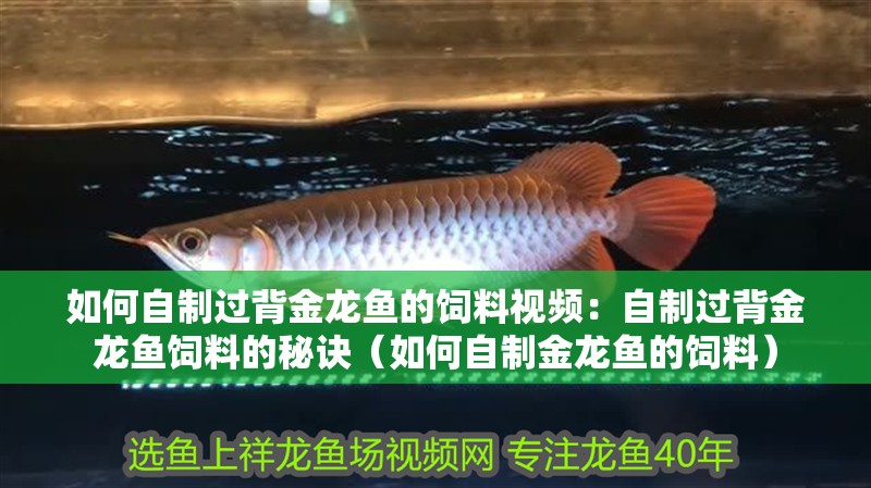如何自制過(guò)背金龍魚(yú)的飼料視頻：自制過(guò)背金龍魚(yú)飼料的秘訣（如何自制金龍魚(yú)的飼料）