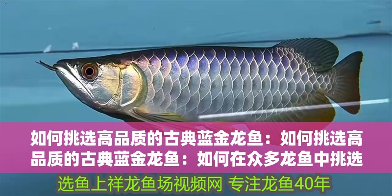 如何挑選高品質的古典藍金龍魚：如何挑選高品質的古典藍金龍魚：如何在眾多龍魚中挑選一條高品質古典藍金龍魚