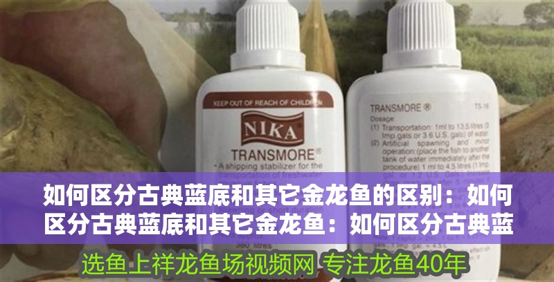 如何區分古典藍底和其它金龍魚的區別：如何區分古典藍底和其它金龍魚：如何區分古典藍底金龍魚
