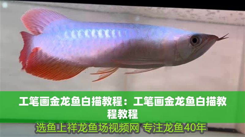 工筆畫金龍魚白描教程：工筆畫金龍魚白描教程教程