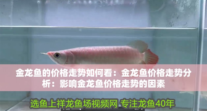 金龍魚的價(jià)格走勢如何看：金龍魚價(jià)格走勢分析：影響金龍魚價(jià)格走勢的因素