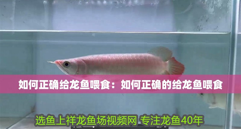 如何正確給龍魚喂食：如何正確的給龍魚喂食