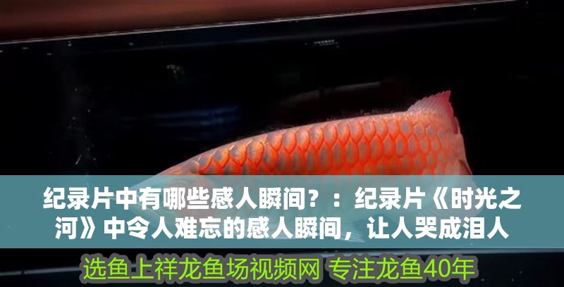 紀錄片中有哪些感人瞬間？：紀錄片《時光之河》中令人難忘的感人瞬間，讓人哭成淚人