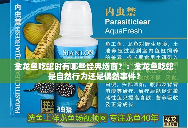 金龍魚吃蛇時有哪些經典場面？：金龍魚吃蛇是自然行為還是偶然事件？