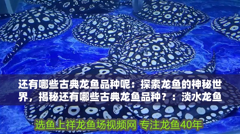 還有哪些古典龍魚品種呢：探索龍魚的神秘世界，揭秘還有哪些古典龍魚品種？：淡水龍魚神秘的龍魚品種低鹽的水質環境適應高溫高鹽的環境