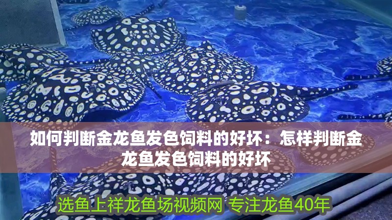 如何判斷金龍魚發(fā)色飼料的好壞：怎樣判斷金龍魚發(fā)色飼料的好壞