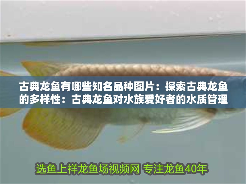 古典龍魚有哪些知名品種圖片：探索古典龍魚的多樣性：古典龍魚對水族愛好者的水質(zhì)管理