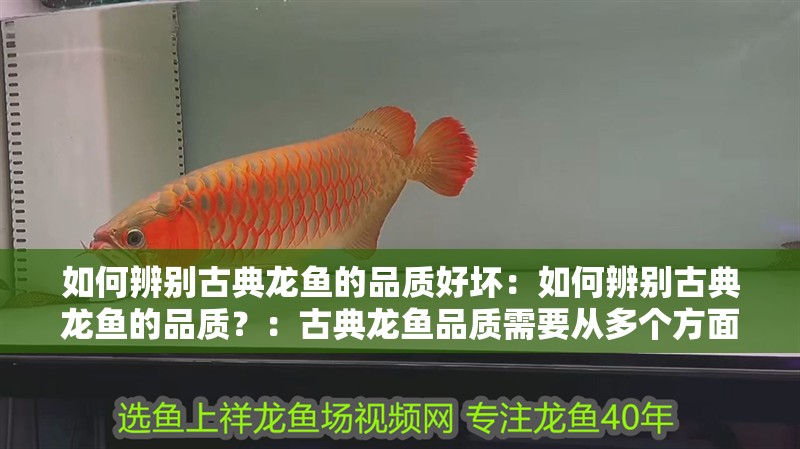 如何辨別古典龍魚的品質好壞：如何辨別古典龍魚的品質？：古典龍魚品質需要從多個方面進行觀察