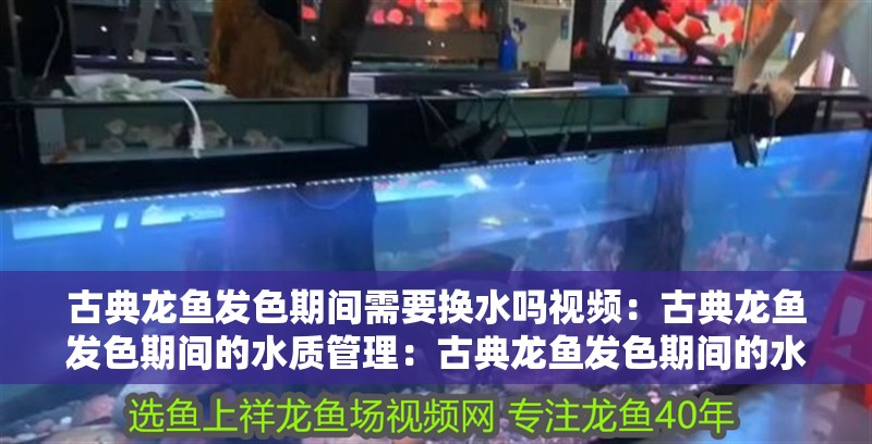 古典龍魚發色期間需要換水嗎視頻：古典龍魚發色期間的水質管理：古典龍魚發色期間的水質管理是否需要換水