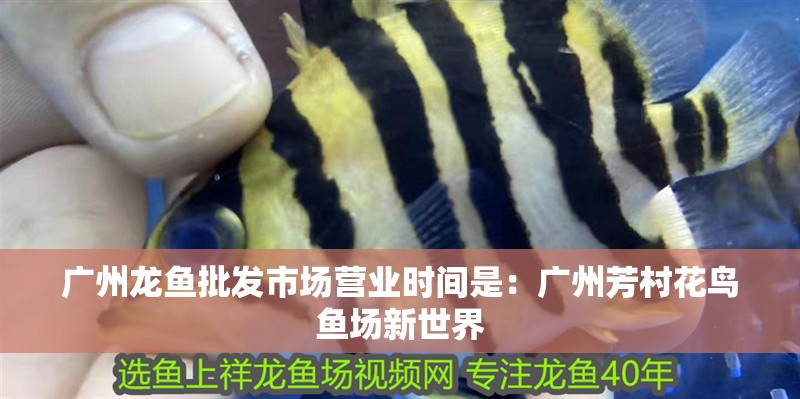 廣州龍魚批發市場營業時間是：廣州芳村花鳥魚場新世界
