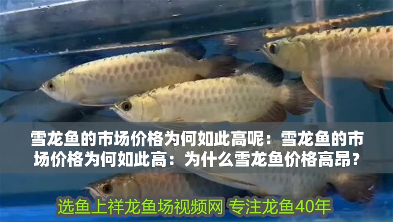 雪龍魚的市場價格為何如此高呢：雪龍魚的市場價格為何如此高：為什么雪龍魚價格高昂？