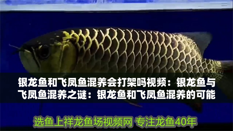 銀龍魚和飛鳳魚混養會打架嗎視頻：銀龍魚與飛鳳魚混養之謎：銀龍魚和飛鳳魚混養的可能性