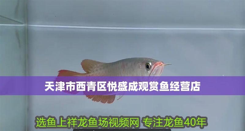 天津市西青區悅盛成觀賞魚經營店