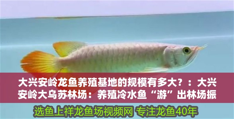 大興安嶺龍魚養殖基地的規模有多大？：大興安嶺大烏蘇林場：養殖冷水魚“游”出林場振興新路 大興安嶺龍魚養殖基地的規模有多大？：大興安嶺大烏蘇林場：養殖冷水魚“游”出林場振興新路 龍魚百科